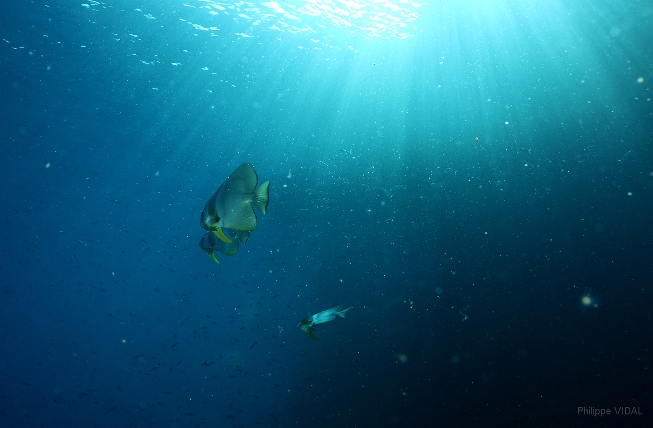 Raja Ampat 2016 - Ambiance - IMG_4412_rc.jpg